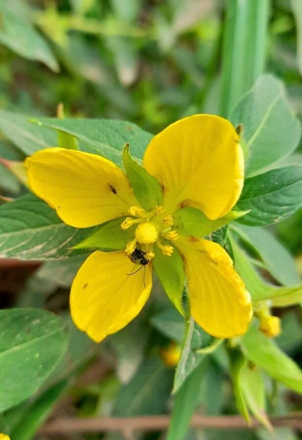 Peruvian primrose-willow 4