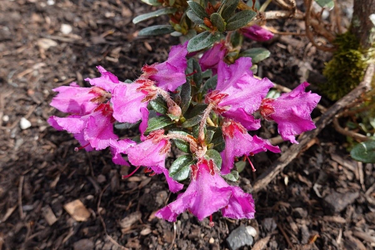 Rododendro del Salween 2