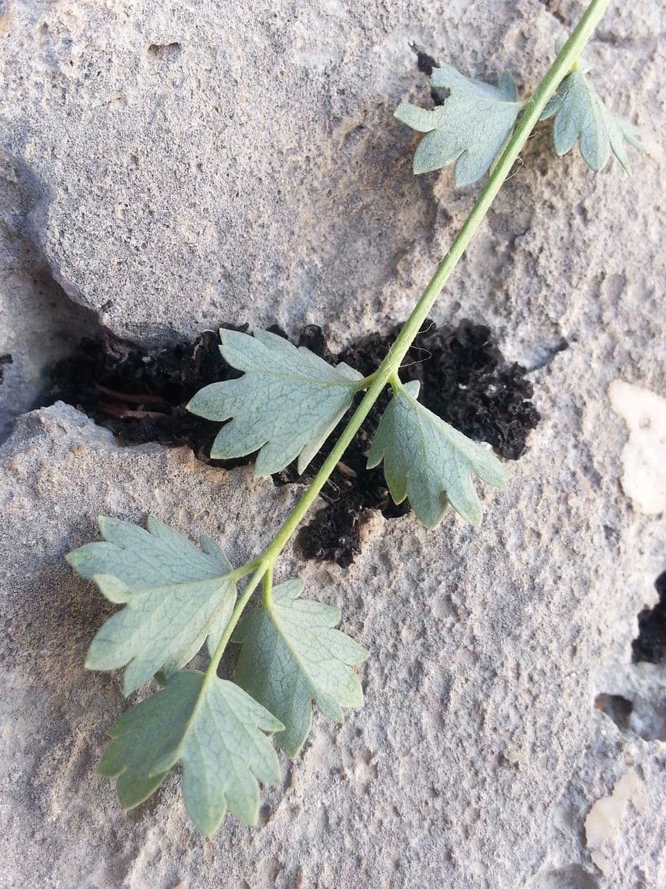 Pimpinella tragium 15