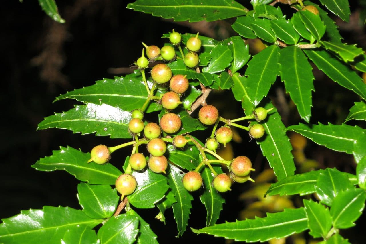 Azara 3
