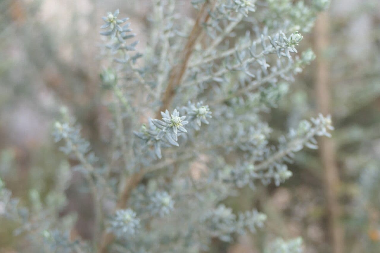 Ozothamnus 8
