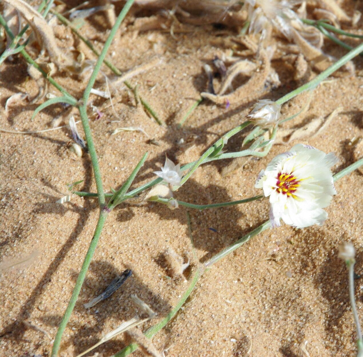 Catananche 3