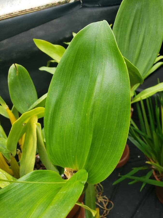 Forbes' Dendrobium 2