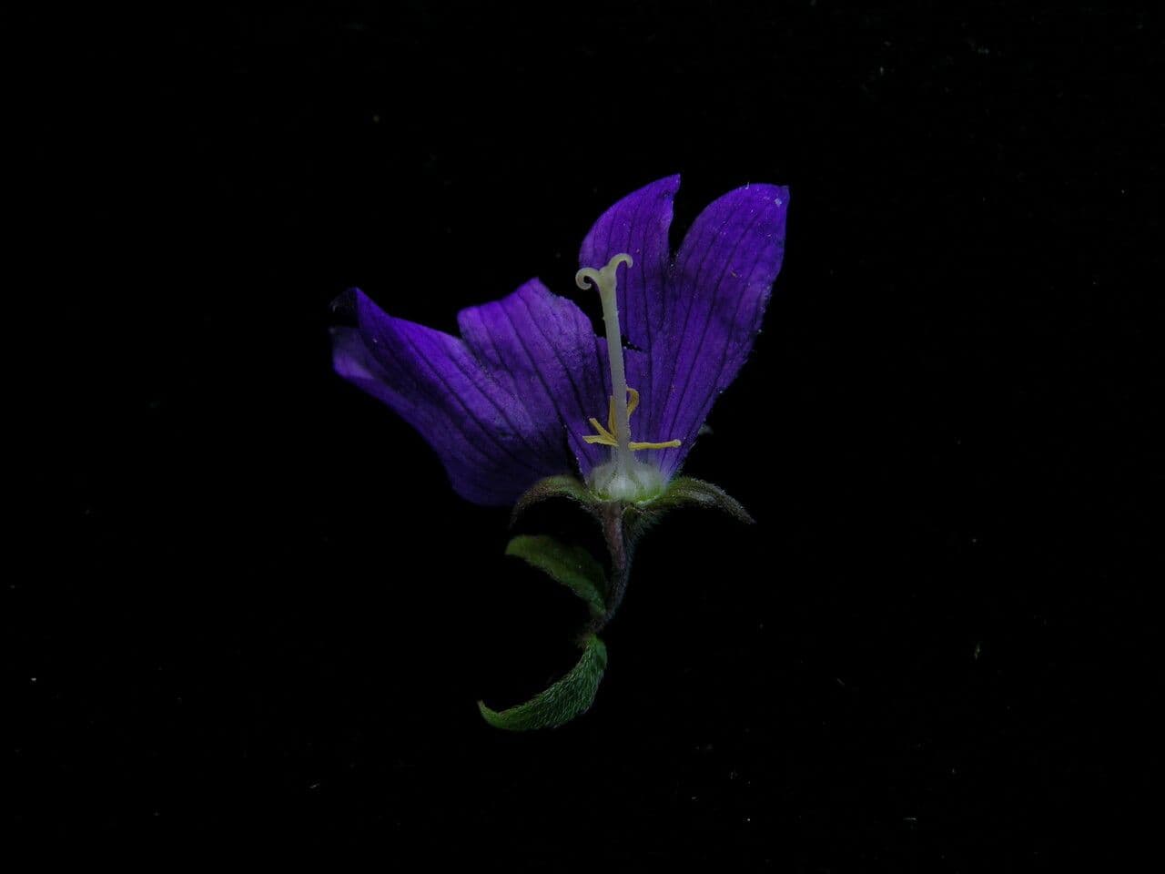 Campanula 3