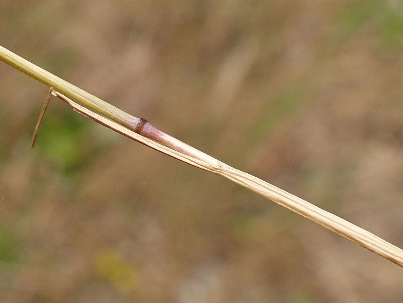 Vulpia