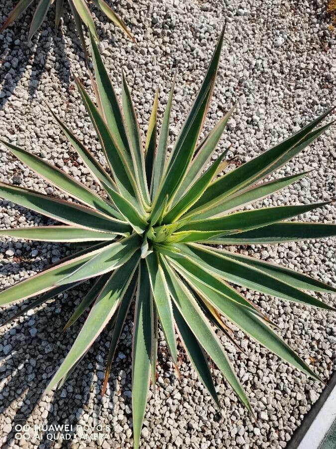 Garten-Sisal 21