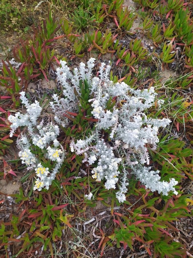 Achillea marittima 16