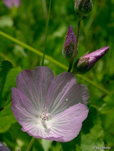 Sidalcea 3