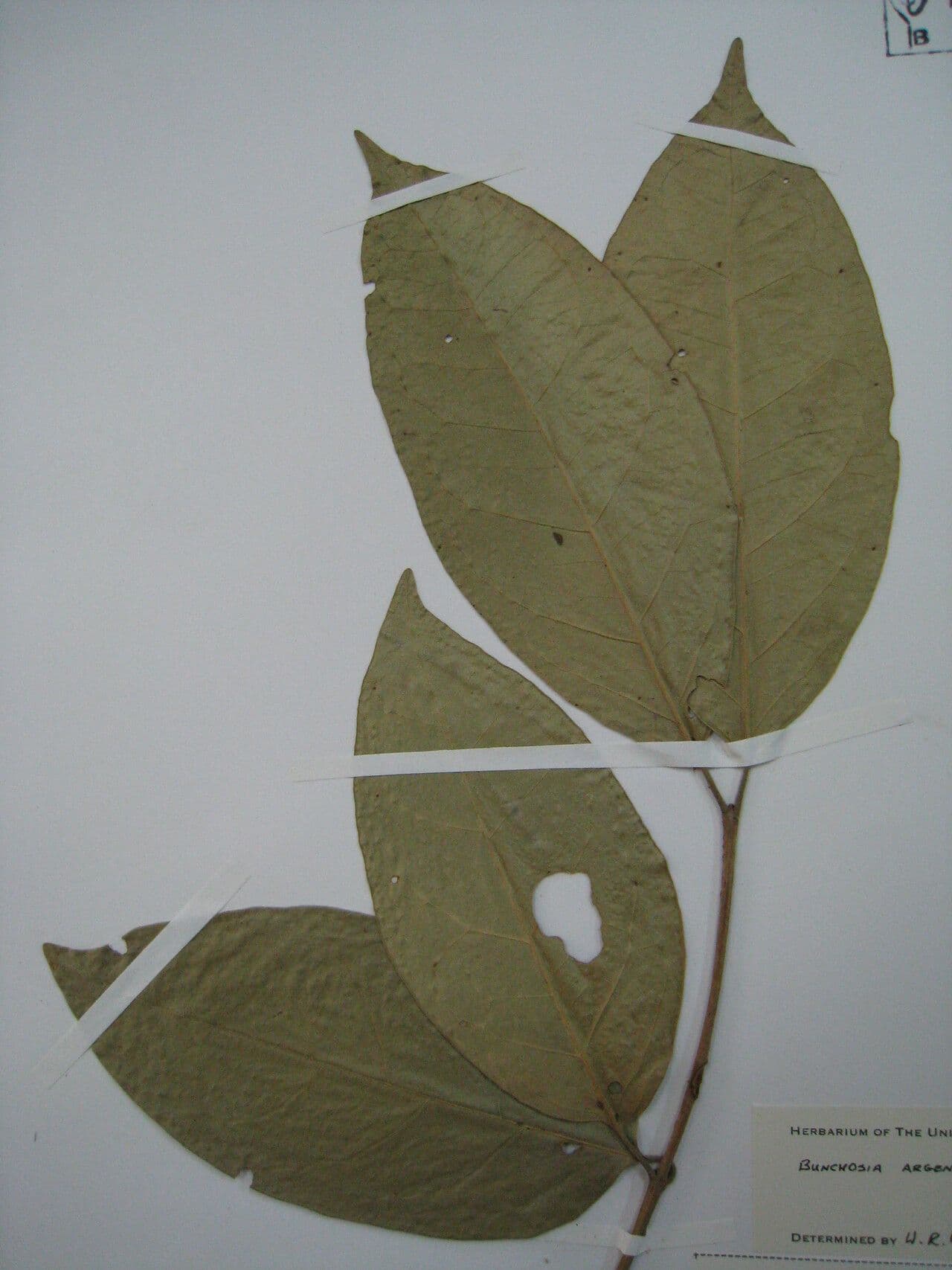 Bunchosia 12