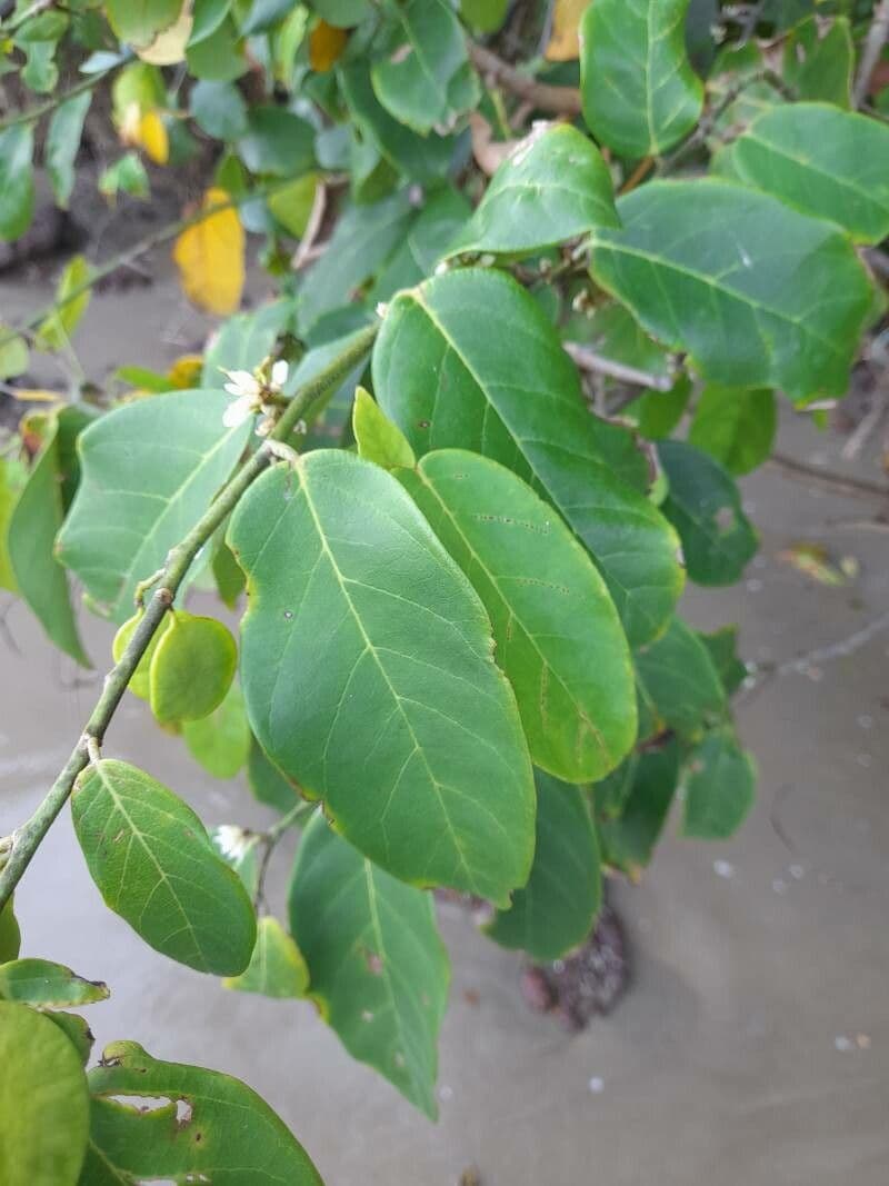 Dalbergia ecastaphyllum 13