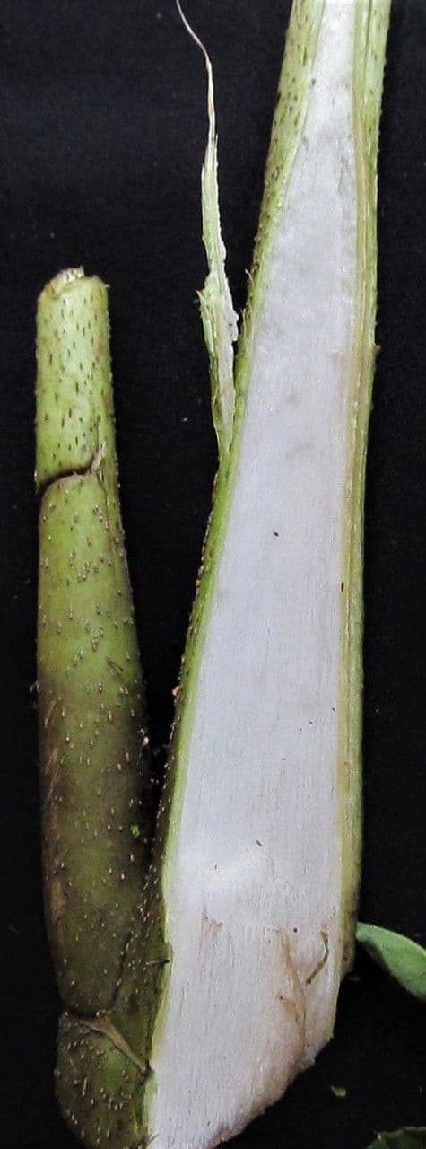 Essbare Pacourina 6