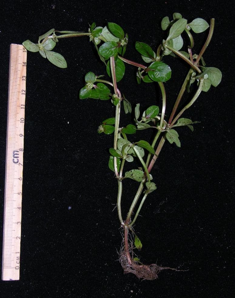 Spermacoce prostrata 17