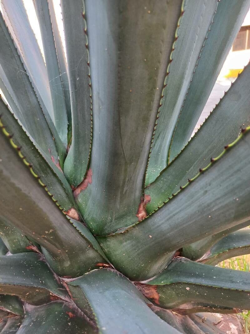 Tequila-Agave 9