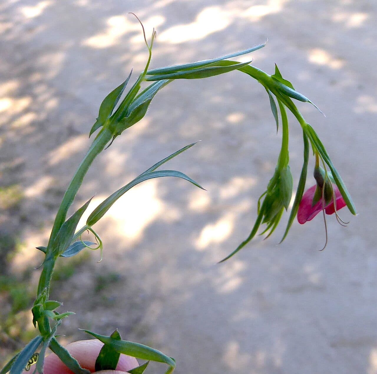 Cicerchia 18