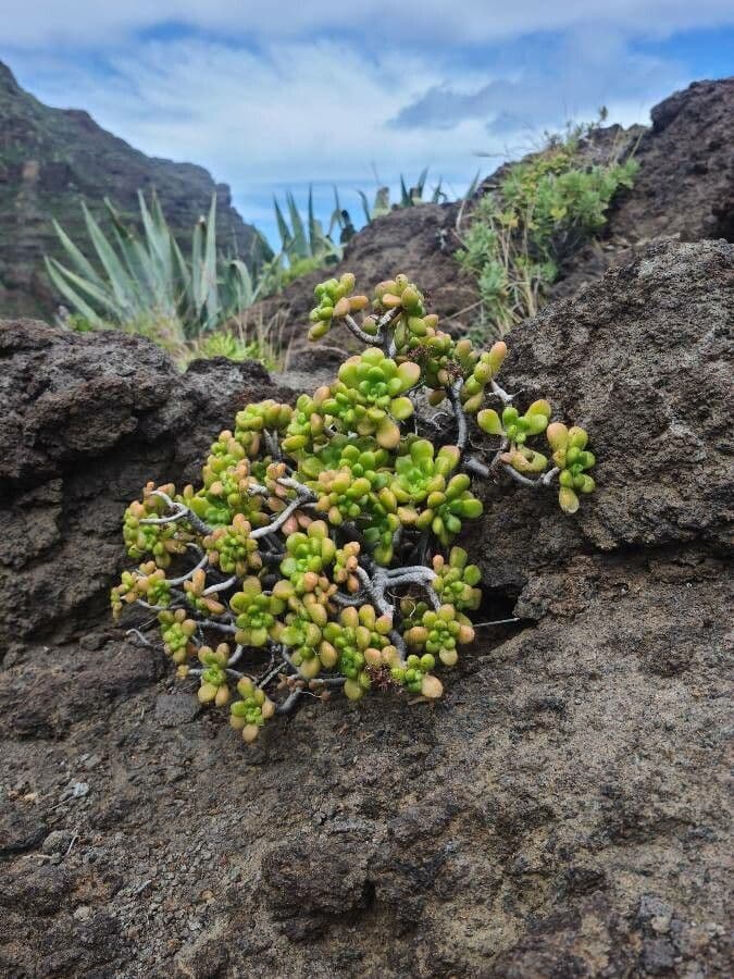 Aeonium lindleyi 13