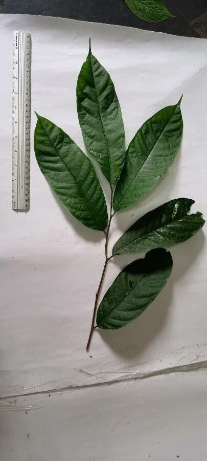 Unonopsis 11