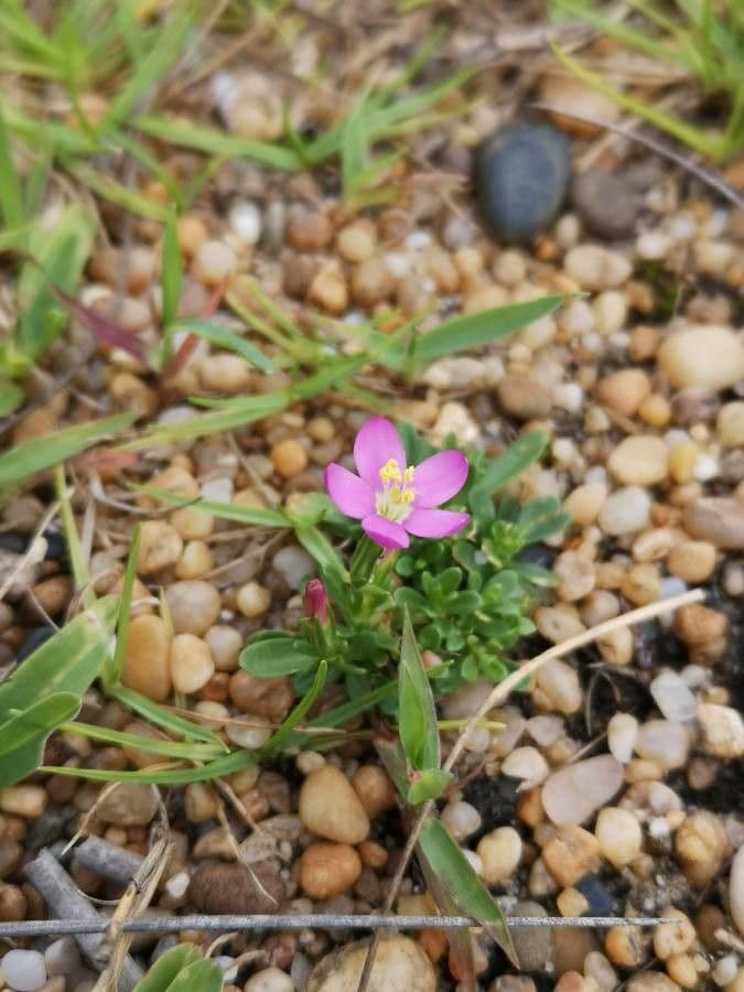 Centaurium 4