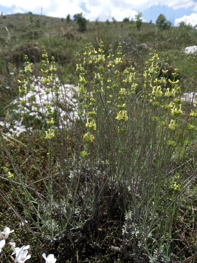Sideritis 4
