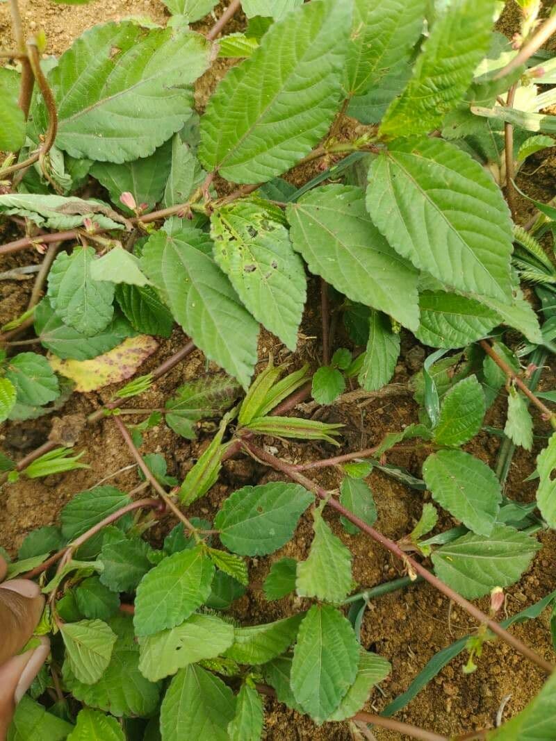 Corchorus trilocularis 2