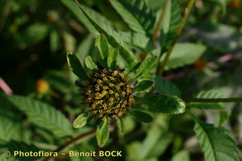 Bidens vulgata 4