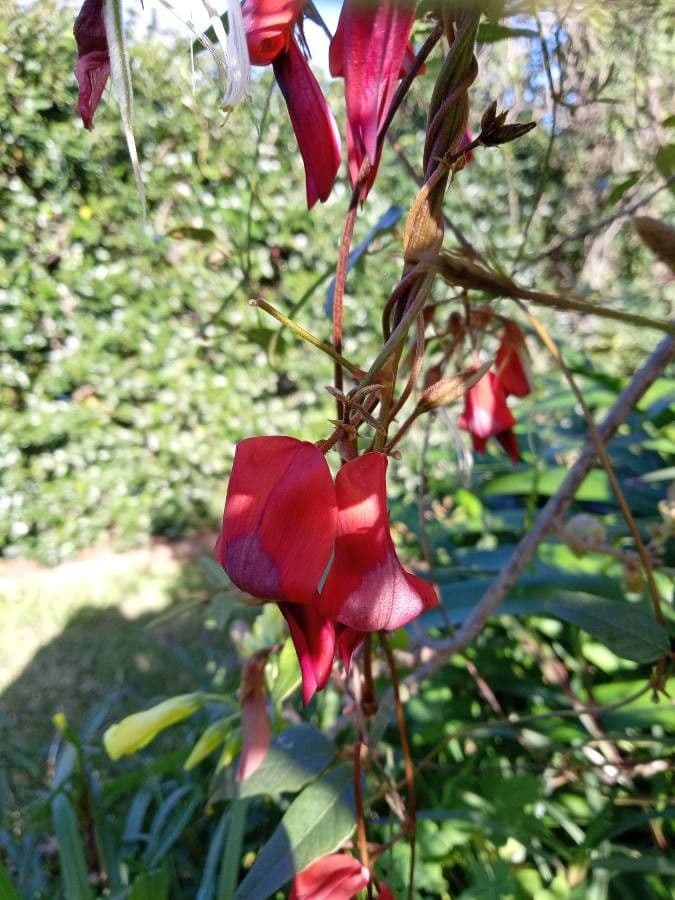 Kennedia rubicunda 4