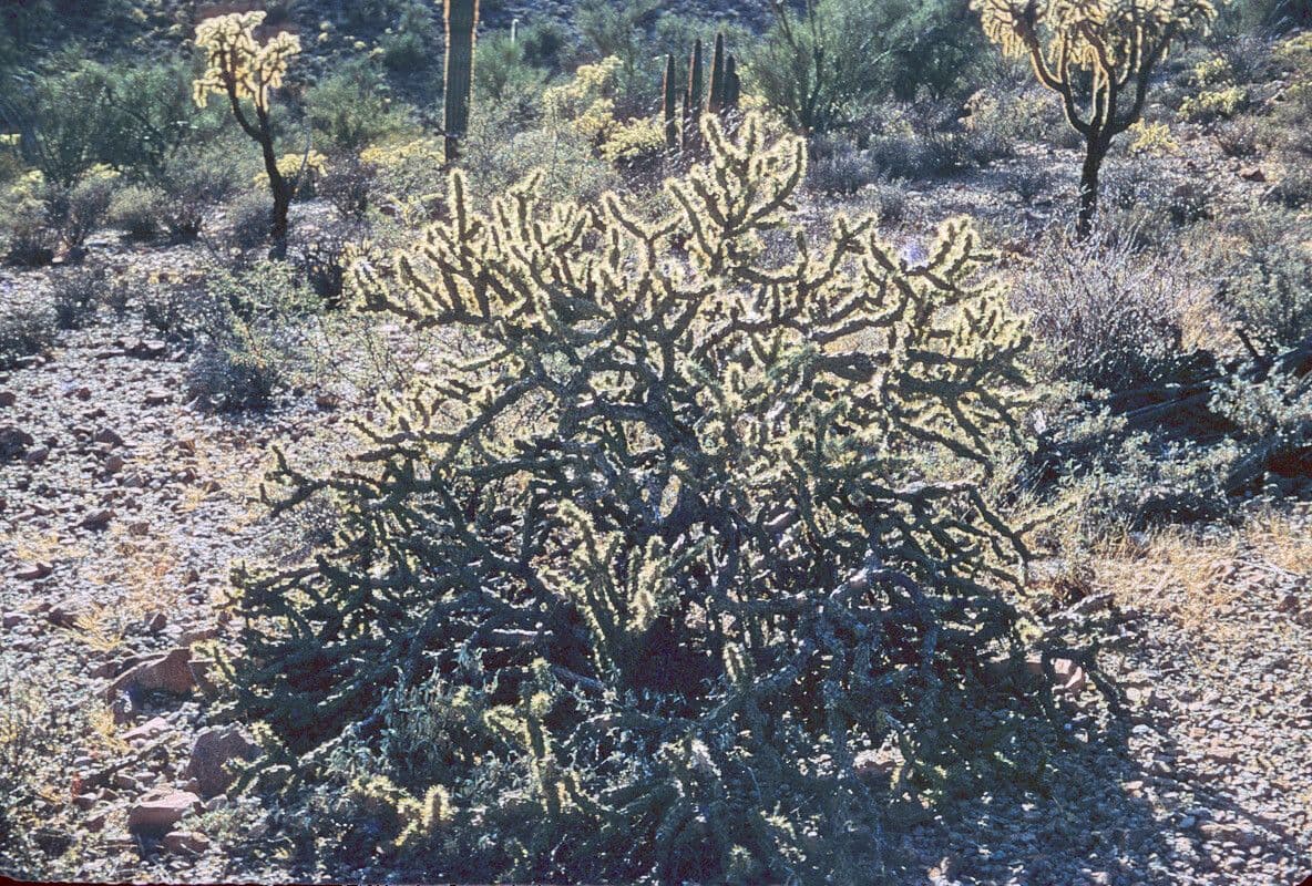 Cholla rogata 10