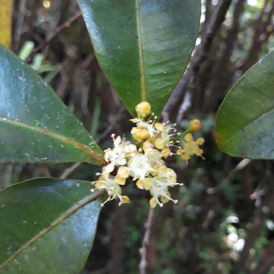 Syzygium