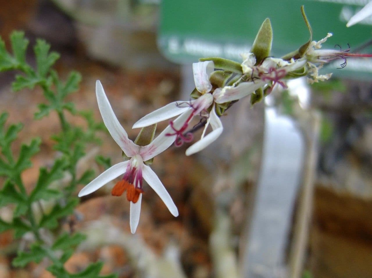 Pelargonium 10