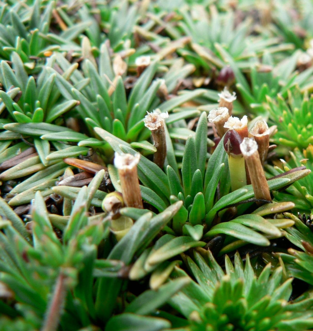 Plantago rigida 2