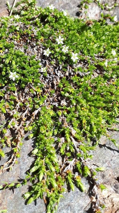 Minuartia 9