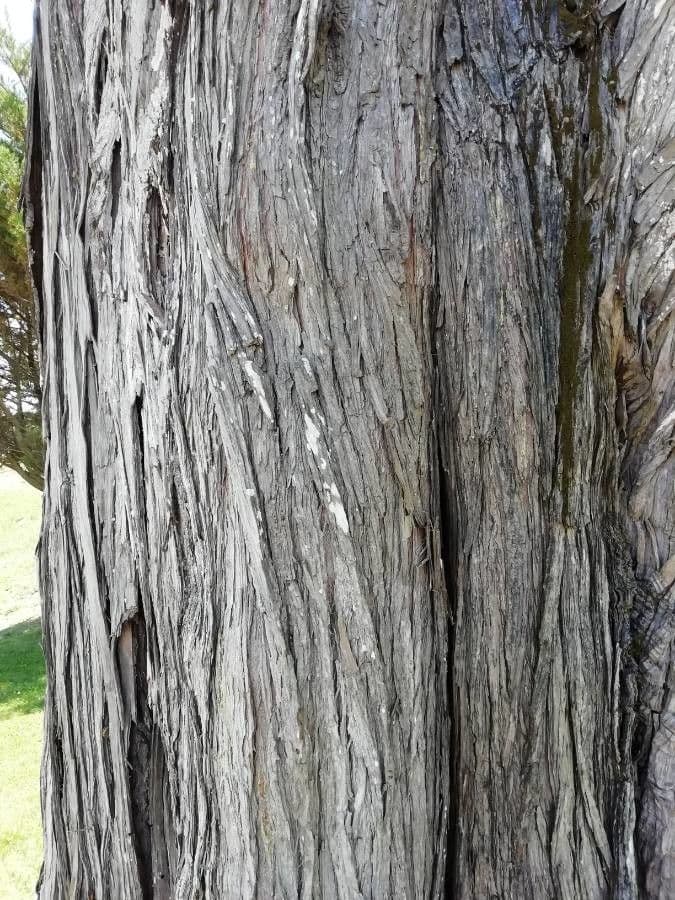 Cipresso di Monterey 23