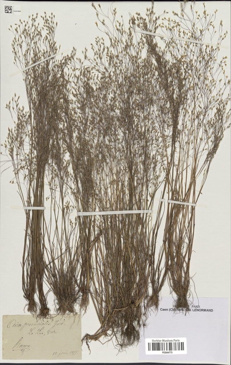 Aira provenzale 7