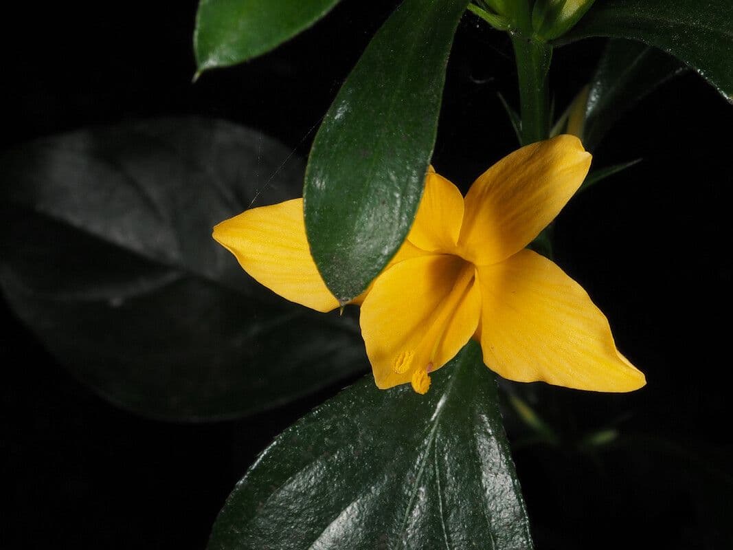 Barleria spinosa 5