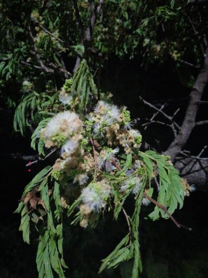 Albizia carbonaria 10