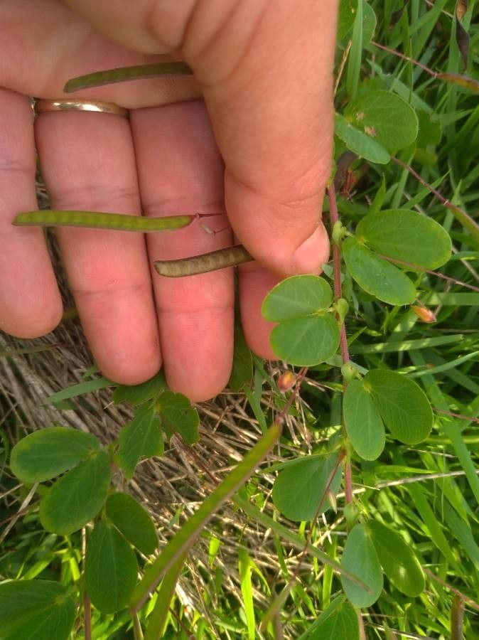 Chamaecrista rotundifolia 2