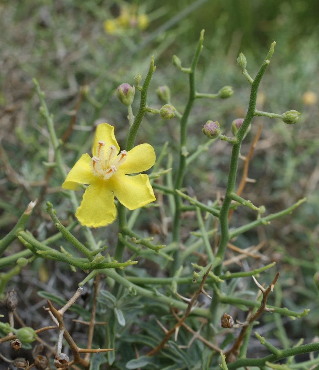Verbasco 8