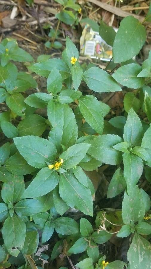 Synedrella nodiflora 15