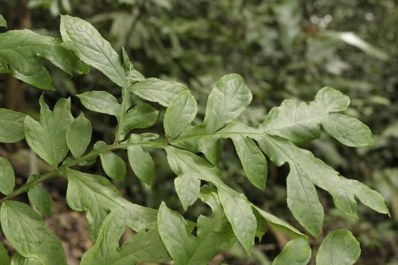 Dracontium 8