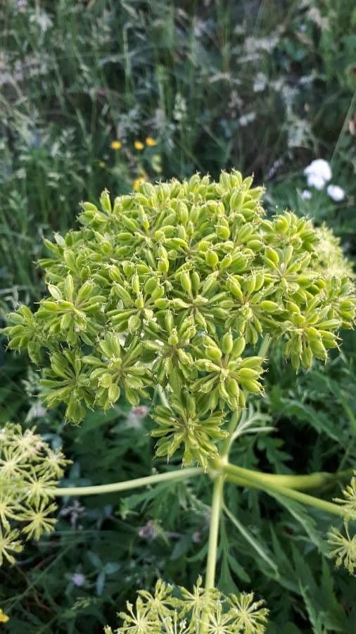 Molopospermum 3