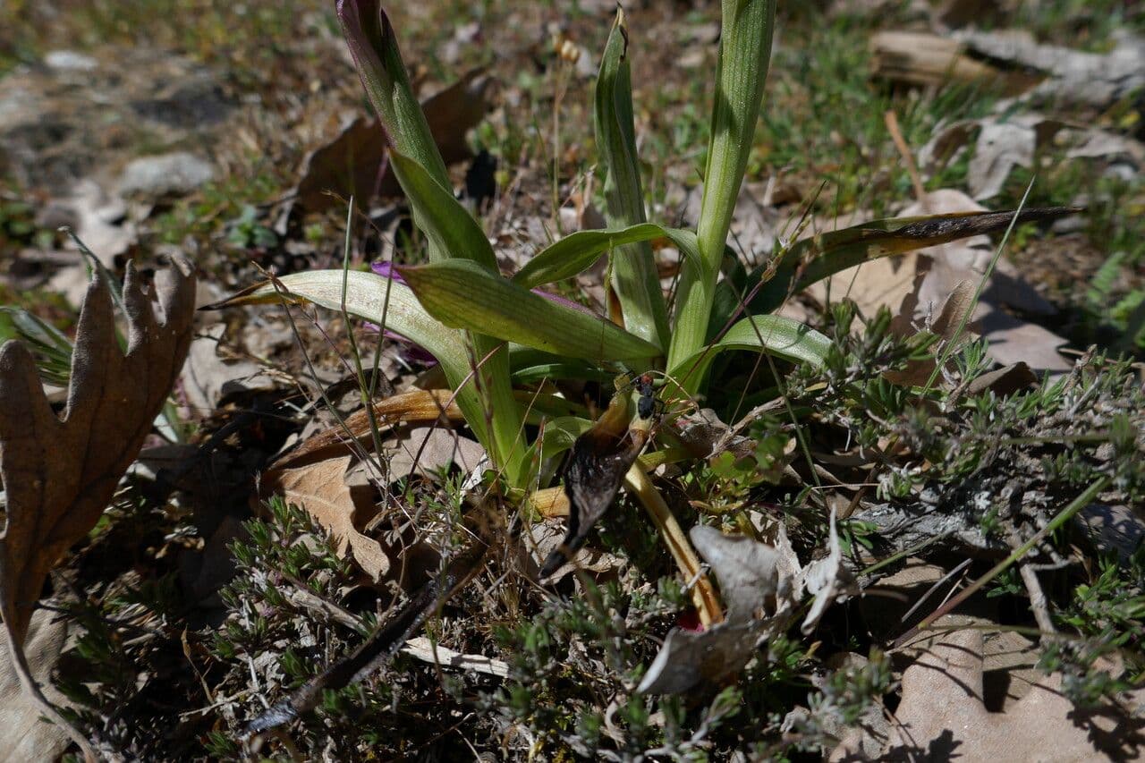 Orchis papillon 14