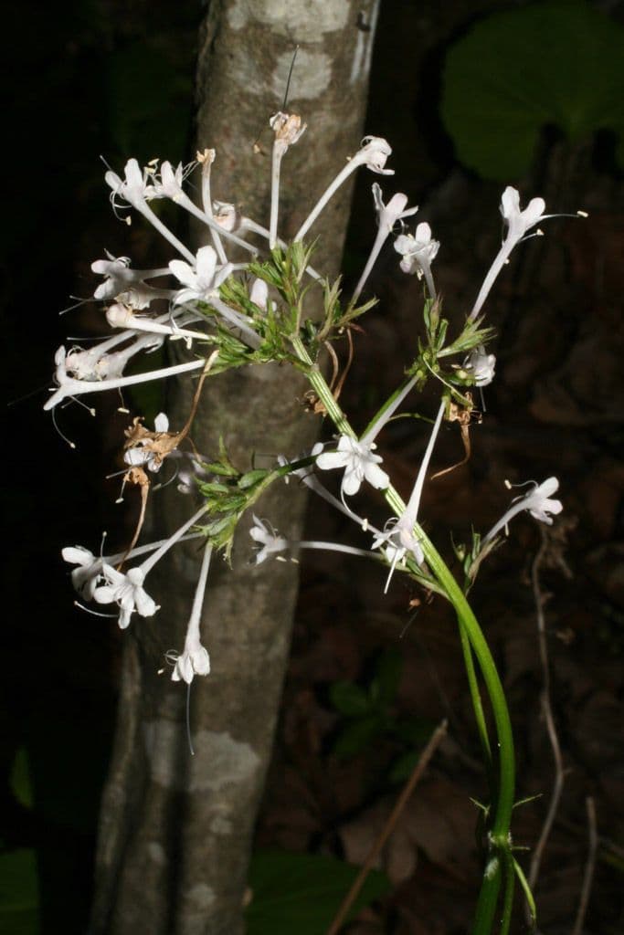 Valeriana pauciflora 11