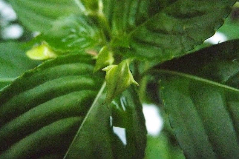 Springkraut