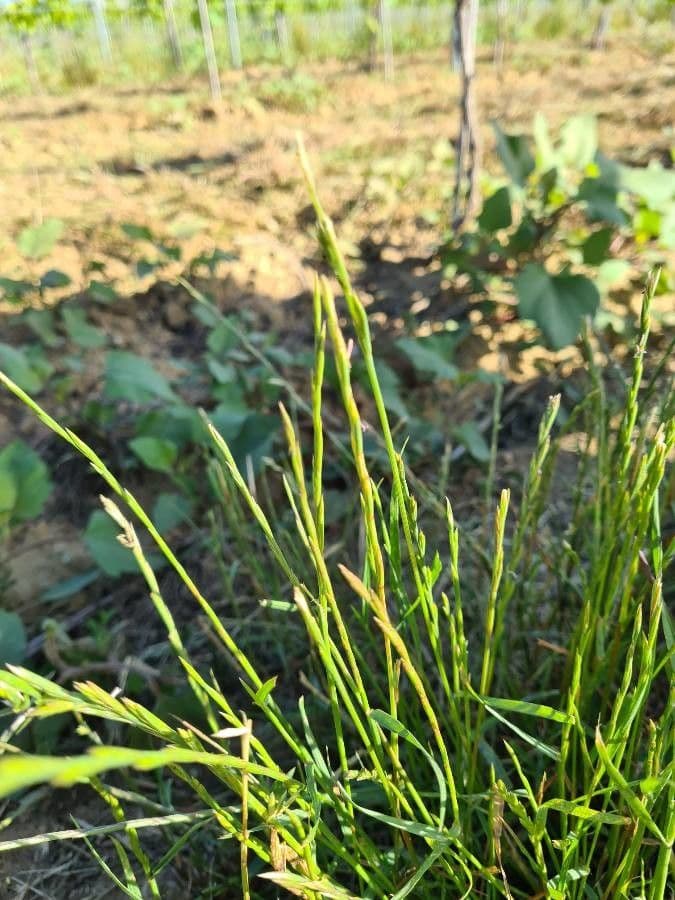 Festuca di Lachenal 18