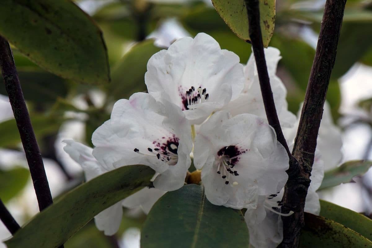 Rododendro maculato 3