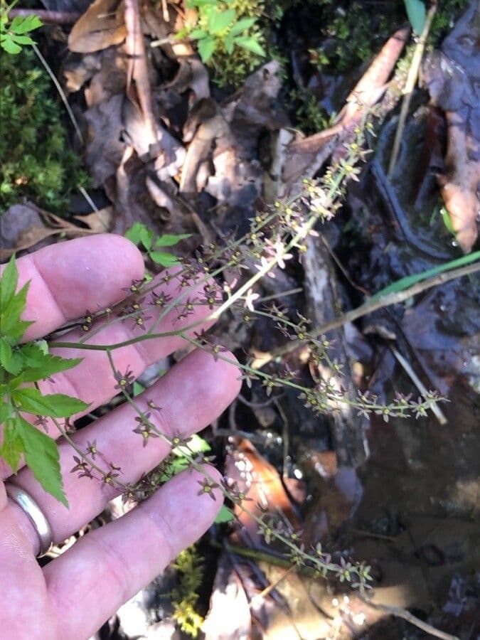 Xanthorhiza 2