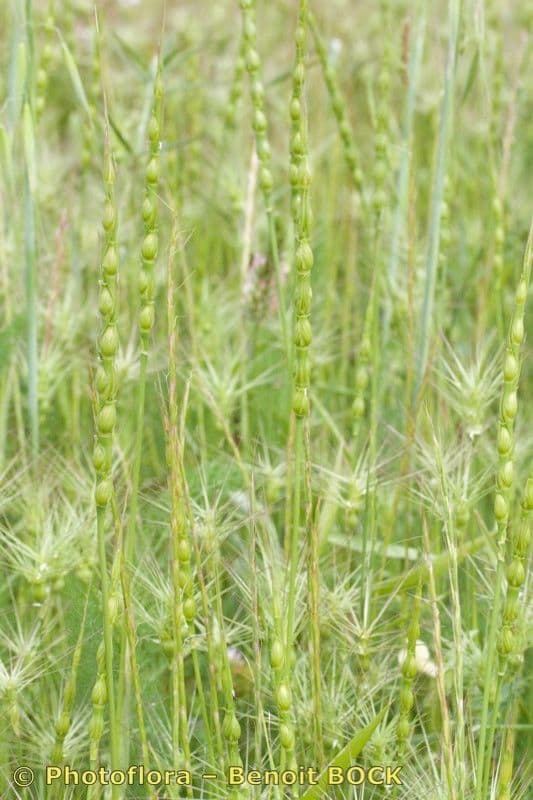 Aegilops ventricosa 14