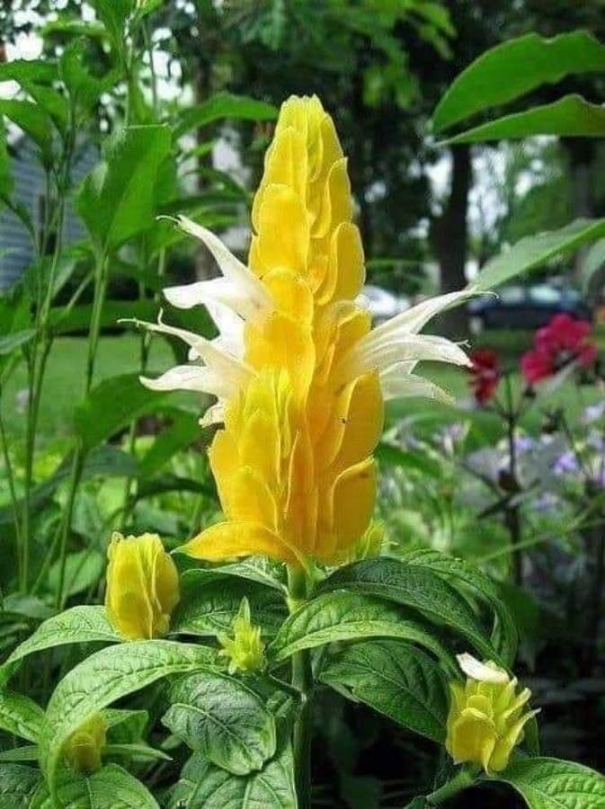 Pachystachys 3