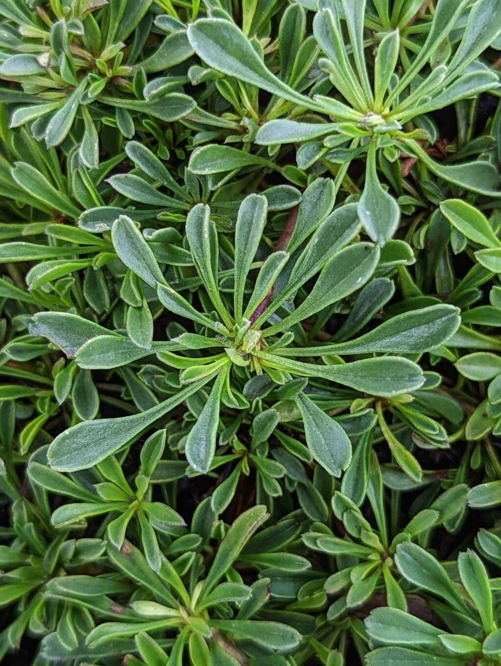 Globularia 16