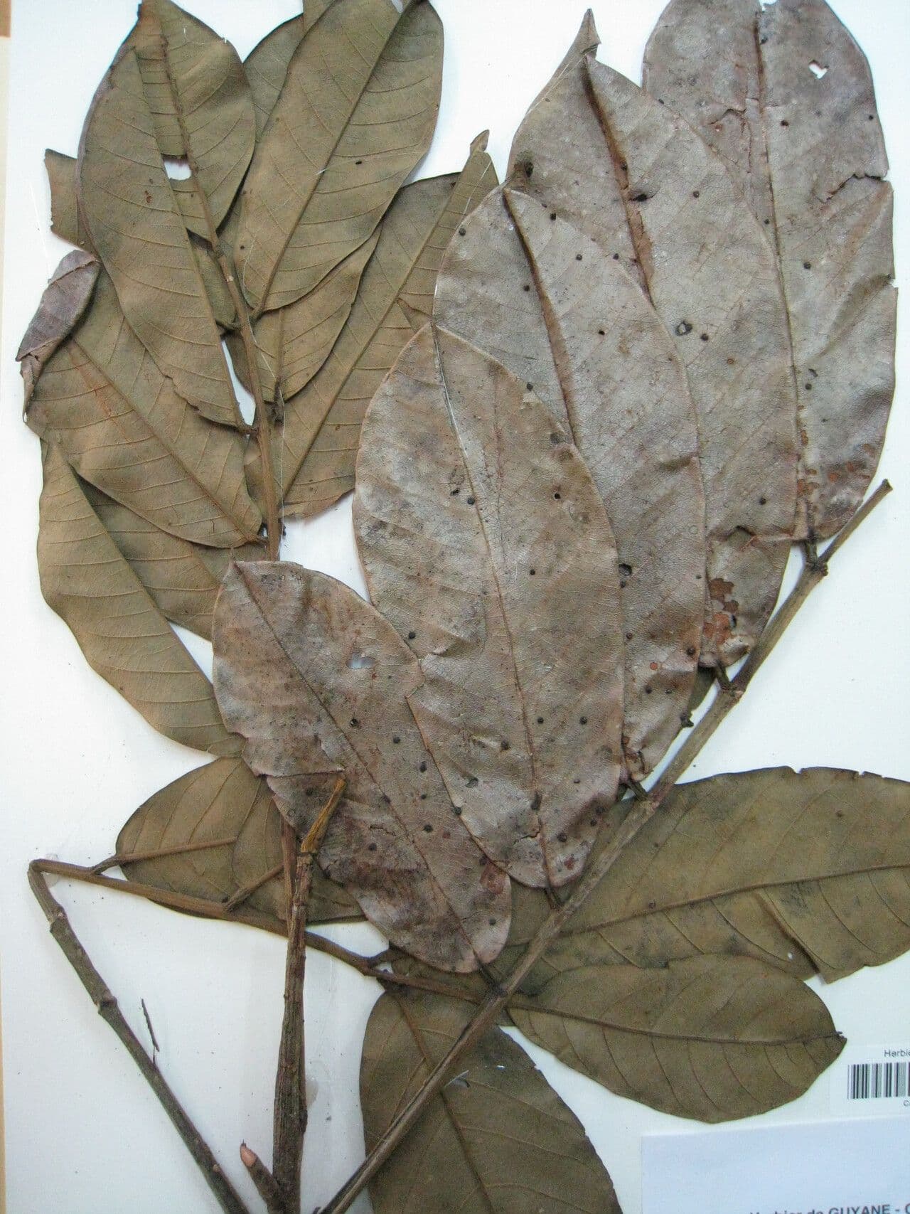 Batesia 10
