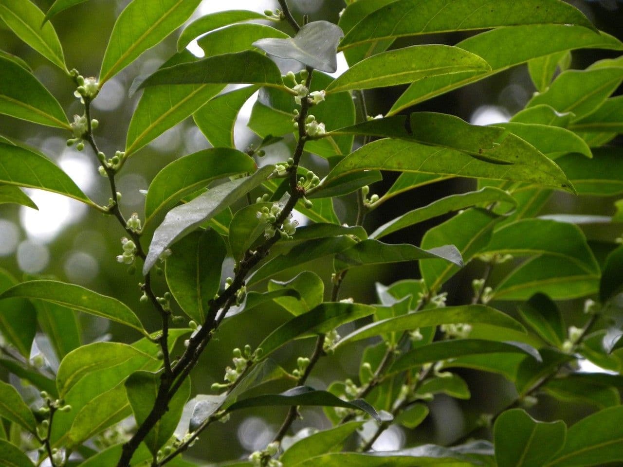 Casearia 9